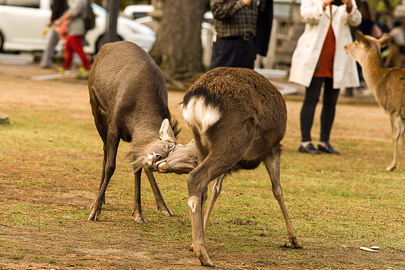 2015 Japan Travel Photography