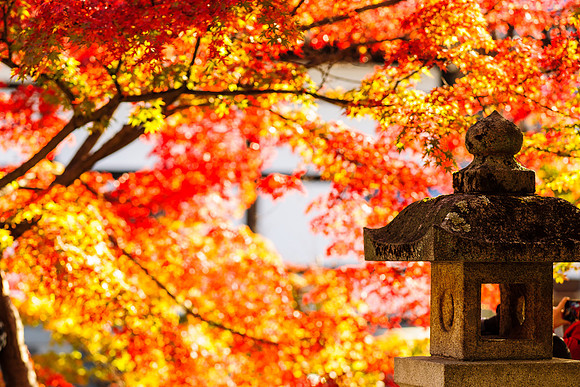 2015 Japan Travel Photography