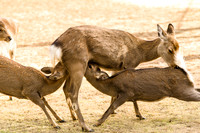 Nara Park