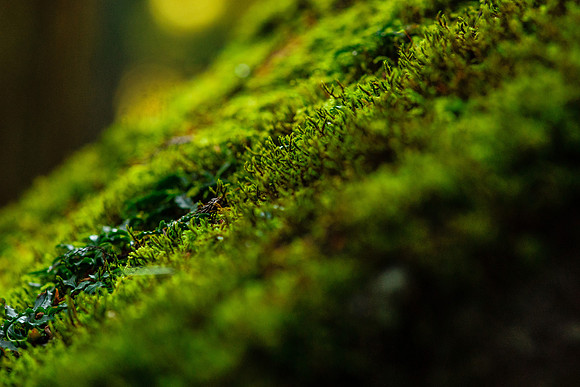 2015 Japan Travel Photography