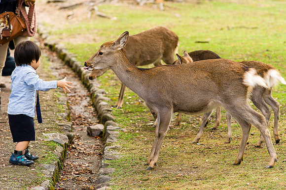 2015 Japan Travel Photography