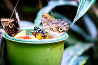 Butterflies