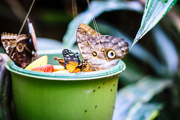 Butterflies