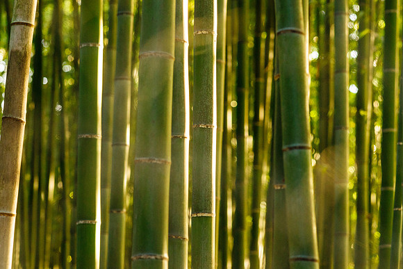 2015 Japan Travel Photography