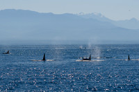 Whales near Victoria