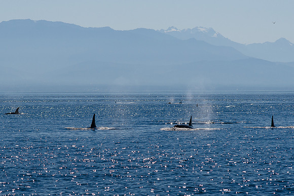Whales near Victoria