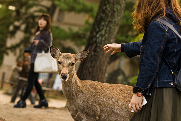 2015 Japan Travel Photography