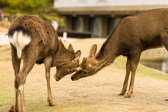 2015 Japan Travel Photography