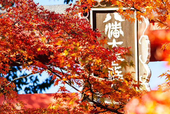 Kyoto in the Fall