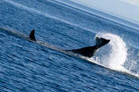 Whales near Victoria