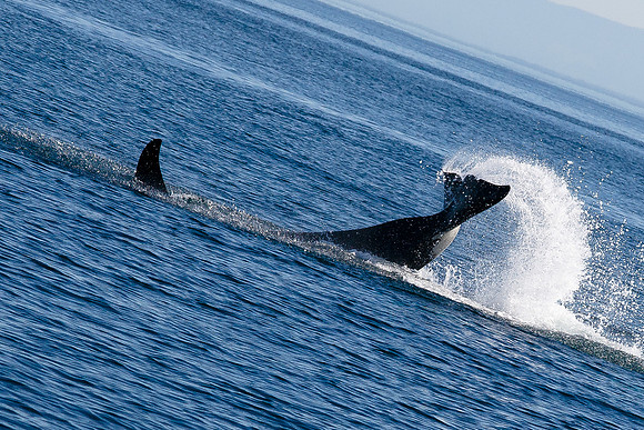 Whales near Victoria