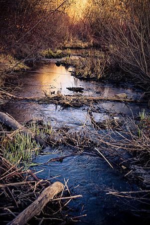 Dark Swamp