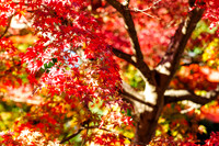 2015 Japan Travel Photography