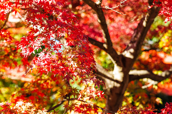 2015 Japan Travel Photography