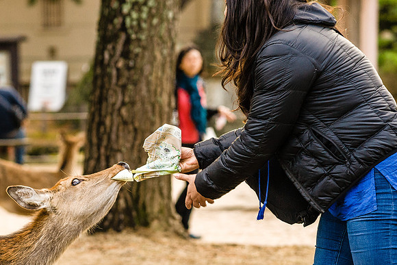 2015 Japan Travel Photography