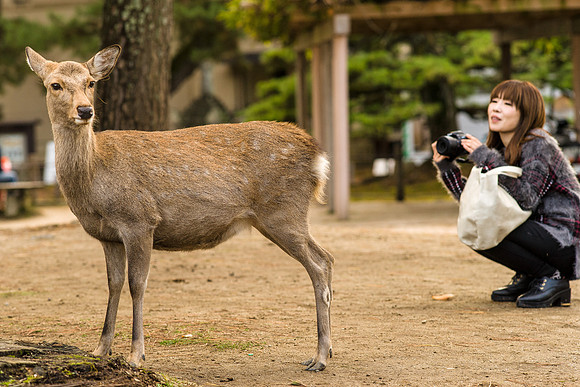 2015 Japan Travel Photography