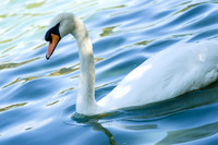 Swan in Vancouver