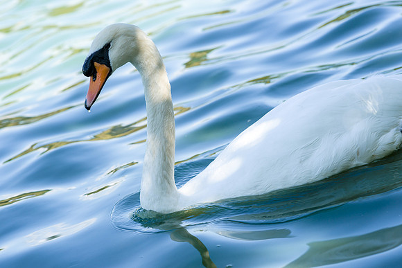Swan in Vancouver