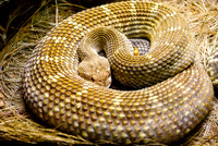 Rattlesnake