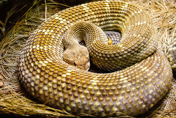 Rattlesnake