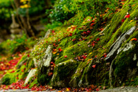 2015 Japan Travel Photography