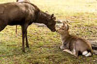 Nara Park
