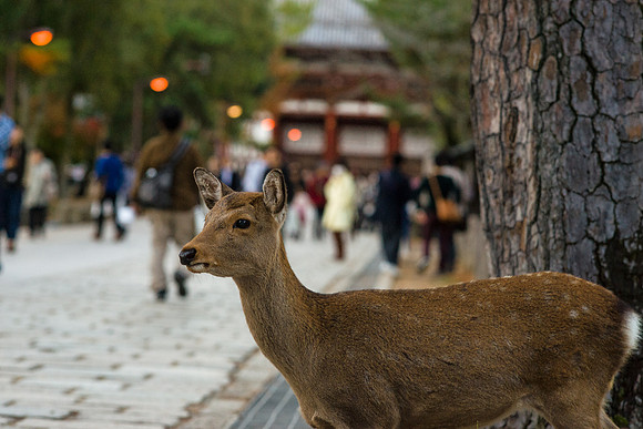 Lonely Deer In Nara