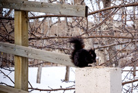 Squirrel in Winter