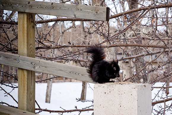 Squirrel in Winter