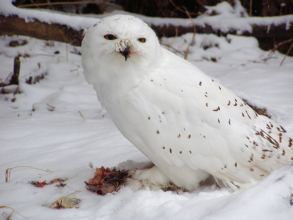 Snow Owl